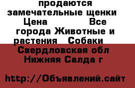 продаются замечательные щенки › Цена ­ 10 000 - Все города Животные и растения » Собаки   . Свердловская обл.,Нижняя Салда г.